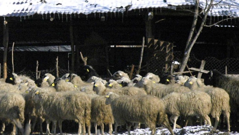 Έκλεψαν 170 πρόβατα στο Ηράκλειο!