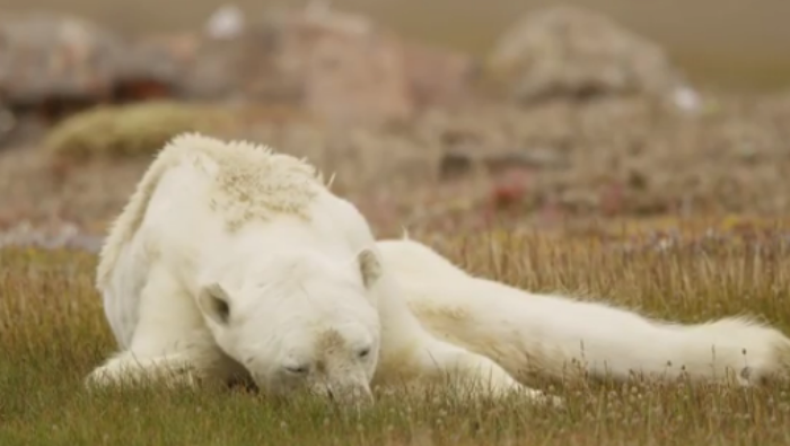 Αυτή η πολική αρκούδα αποτελεί την μεγαλύτερη απόδειξη για τον αντίκτυπο της κλιματικής αλλαγής (vid)