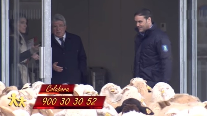 Τρελή πλάκα: Πρόβατα έτοιμα για βοσκή στο γήπεδο της Ατλέτικο! (vid)
