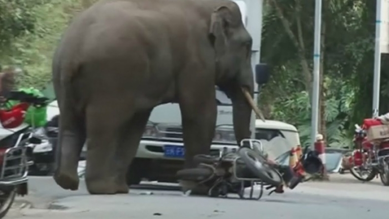 Πεινασμένος ελέφαντας εισέβαλε σε χωριό και καταβρόχθισε... τα πάντα (pics & vids)
