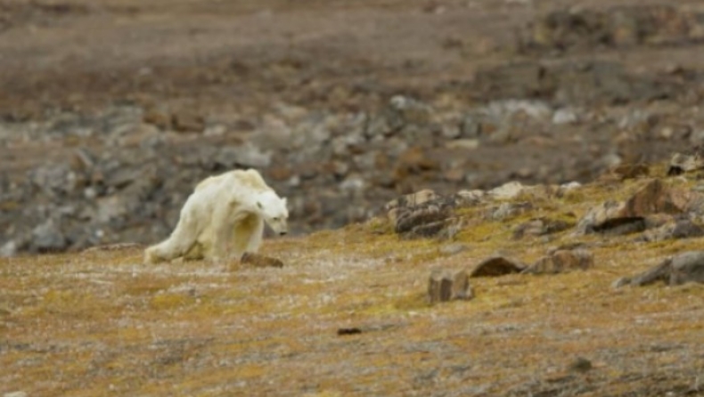 Το σκληρό βίντεο μίας πολικής αρκούδας που αργοπεθαίνει (vid)