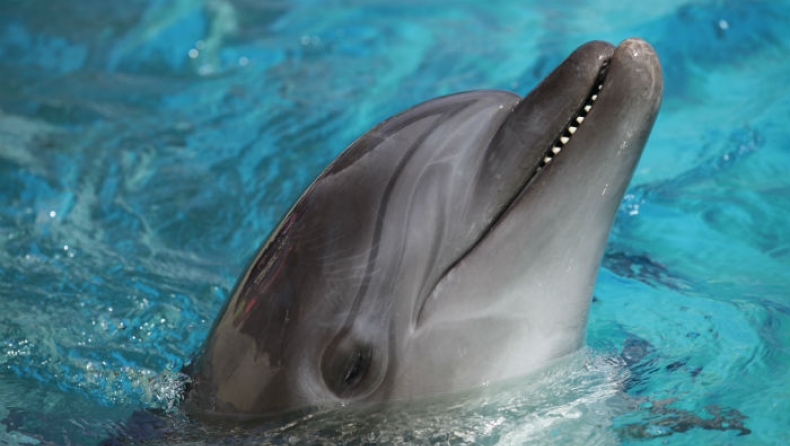 Τα δελφίνια αναγνωρίζουν τον εαυτό τους στον καθρέφτη, νωρίτερα και από τα παιδιά!