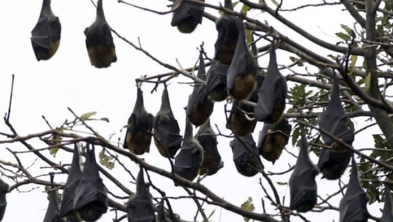 Εκατοντάδες νυχτερίδες «έβρασαν» από τον πρωτοφανή καύσωνα στην Αυστραλία (pics & vid)