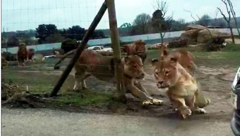 Τους κλείδωσαν μέσα σε πάρκο άγριας ζωής παρέα με δεκάδες... λιοντάρια (vid)