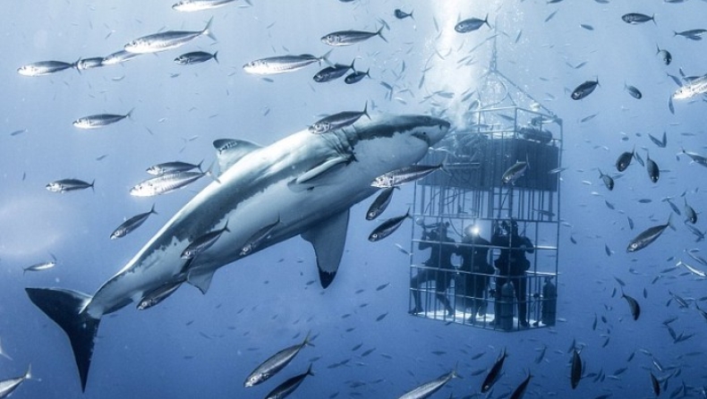 Λευκός καρχαρίας 6 μέτρων γυροφέρνει απειλητικά κλουβί με δύτες (pics)