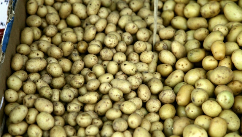 Οι παραγωγοί πατάτας στο Νευροκόπι έχουν χάσει εισοδήματα 10 εκατ. ευρώ