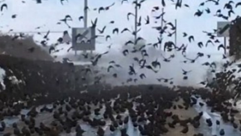 Χιλιάδες κοράκια «έκλεισαν» δρόμο και δημιούργησαν πανικό (pics & vids)