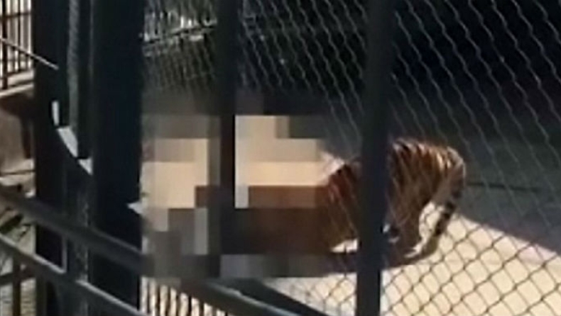 Τίγρης κατασπάραξε τον φύλακα του ζωολογικού κήπου (vid)