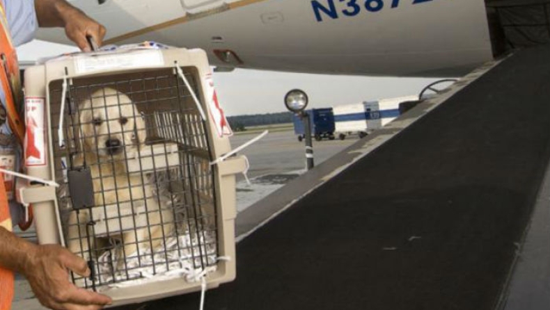 Σκύλος πέθανε από ασφυξία επειδή τον έβαλαν στο ντουλάπι αποσκευών αεροπλάνου (pics)