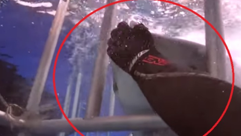 Καρχαρίας τεσσάρων μέτρων κολλάει στο κλουβί κι ο γενναίος δύτης τον βοήθησε (pics & vid)