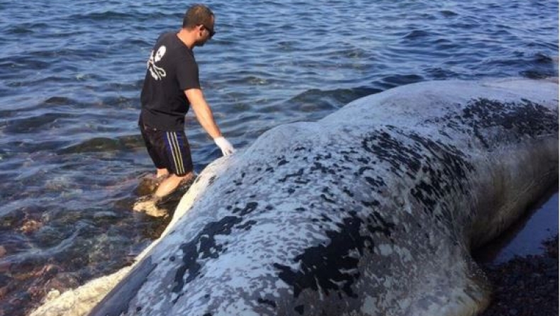 Το στομάχι της νεκρής φάλαινας στη Σαντορίνη είχε 30 κιλά πλαστικού (pics)