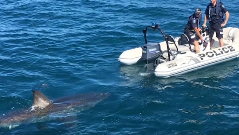 Απείθαρχος λευκός καρχαρίας εμπόδισε αστυνομικούς να κάνουν... αλκοτέστ σε κυβερνήτη σκάφους (vid)