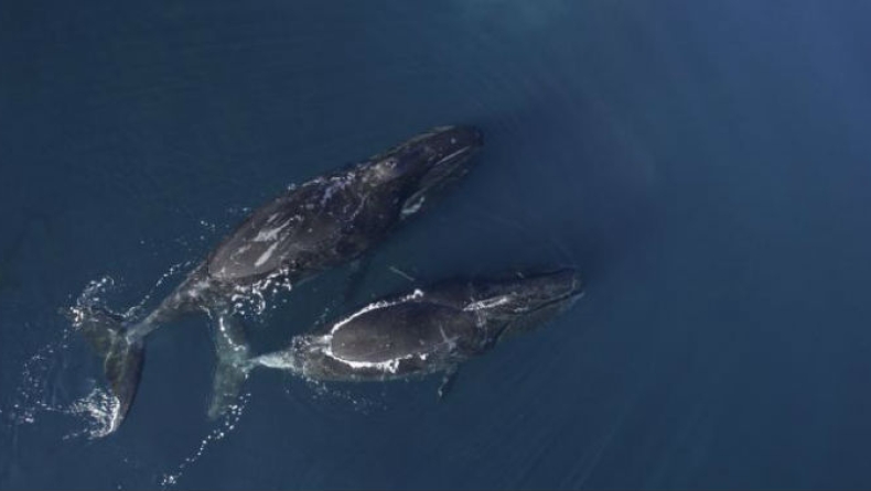Ερευνητές ανακάλυψαν ότι οι φάλαινες τραγουδούν τζαζ για να προσελκύσουν ταίρι (vids)