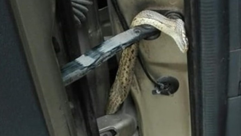 Οδηγούσε για ώρα με ένα φίδι σφηνωμένο μέσα στην πόρτα του αυτοκινήτου (pic)