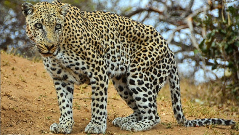 Λεοπάρδαλη κατακρεούργησε τουρίστα σε εθνικό πάρκο της Ναμίμπια (pics)