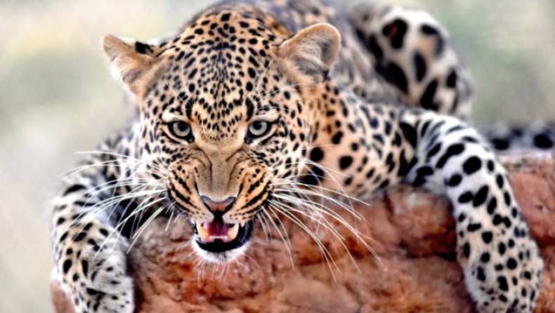 Εκτελέστηκε η λεοπάρδαλη που σκότωσε δίχρονο αγόρι σε πάρκο σαφάρι της Ουγκάντα (pics)