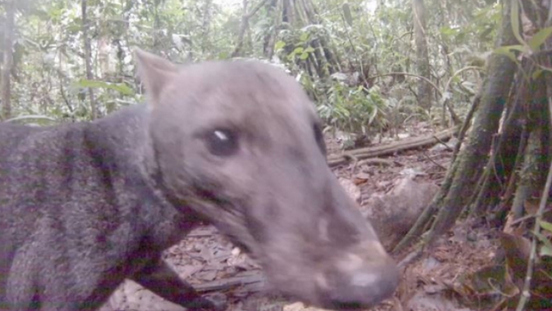 Μοναδικά πλάνα από τον άγριο σκύλο της ζούγκλας του Αμαζονίου (pics & vid)