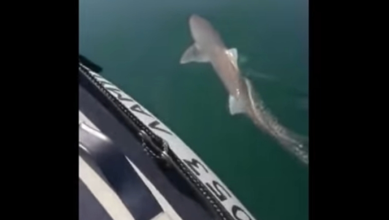 Εντόπισαν καρχαρία 1,5 μέτρου, 200 μέτρα από τις ακτές της Εύβοιας (vid)