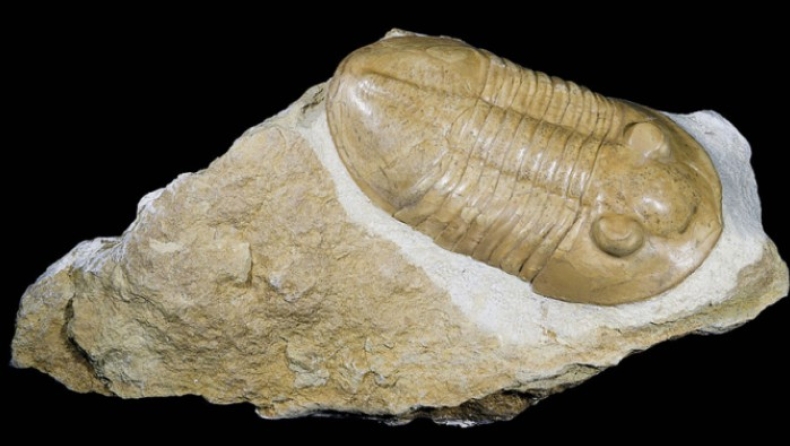 Εντεκάχρονη βρήκε απολίθωμα προϊστορικού πλάσματος που έζησε πριν 475 εκ. χρόνια (pics & vid)