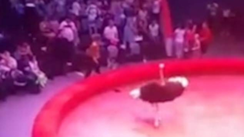 Αγριεμένη στρουθοκάμηλος ορμάει στο κοινό και προκαλεί πανικό (pics & vid)