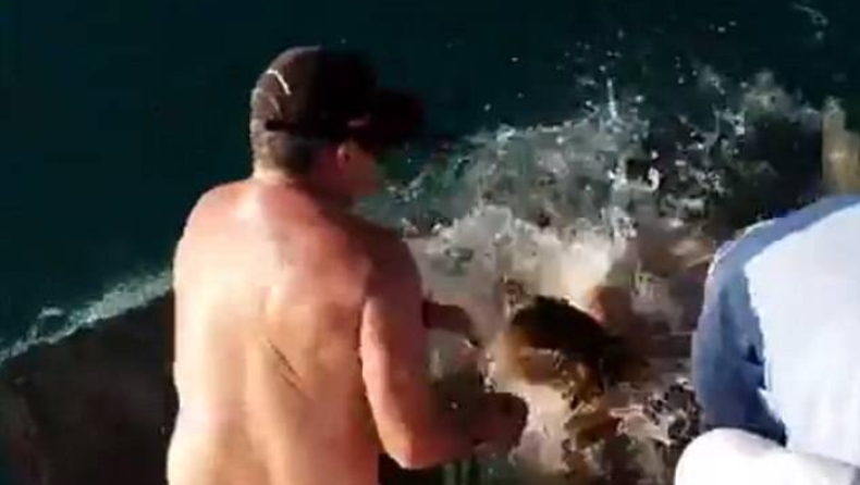Πήγε να ταΐσει καρχαρία με γυμνό χέρι και την τράβηξε στο νερό! (pics & vid)