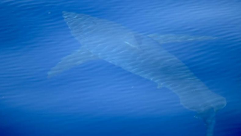 Λευκός καρχαρίας 5 μέτρων... τρομοκράτησε τη Μαγιόρκα (pics)