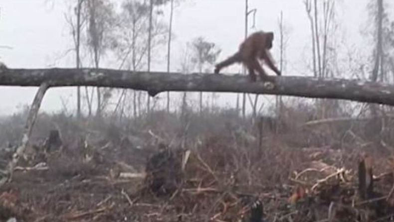 Η συγκινητική προσπάθεια ενός ουρακοτάγκου να σώσει δέντρο από μπουλντόζα (vid)