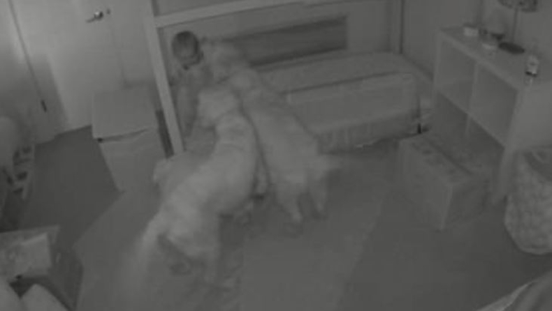 Η επική στιγμή που δύο σκύλοι βοηθούν ένα μωρό 15 μηνών να... δραπετεύσει από το κρεβάτι του (vid)