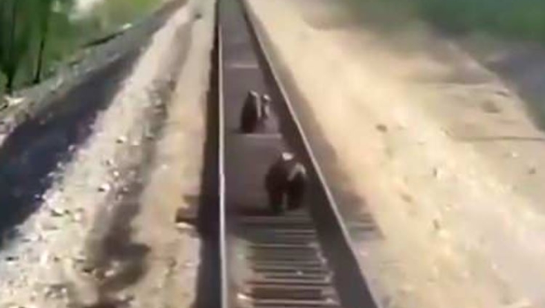 Η τραγική στιγμή που μία αρκούδα σκοτώνεται από τρένο για να σώσει τα παιδιά της (vid)