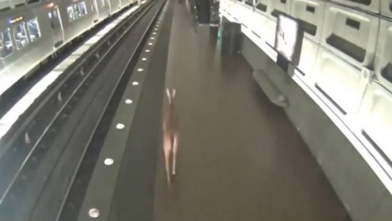 Ελάφι έκοβε βόλτες στο μετρό της Νέας Υόρκης μπροστά στους έκπληκτους επιβάτες (vid)