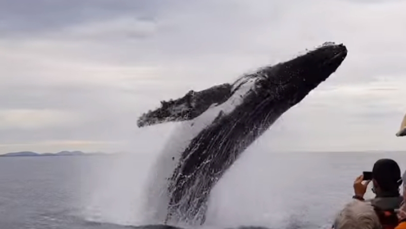 Η ομορφιά της φύσης: Φάλαινα πηδάει έξω από το νερό και ξαφνιάζει τουρίστες (vid)