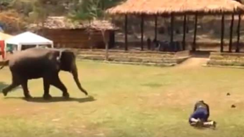 Ελέφαντας έτρεξε να σώσει τον άνθρωπο που τον φροντίζει, όταν άρχισε να «τσακώνεται» με άλλον άνδρα (pics & vid)
