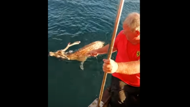 Ψαράς στην Εύβοια «έπιασε» ελάφι 300 μέτρα από την ακτή (vids)