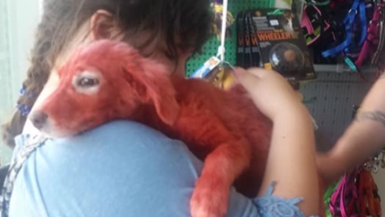 Βρήκε νέο σπίτι το σκυλάκι που το είχαν βάψει με κόκκινη μπογιά (pics)
