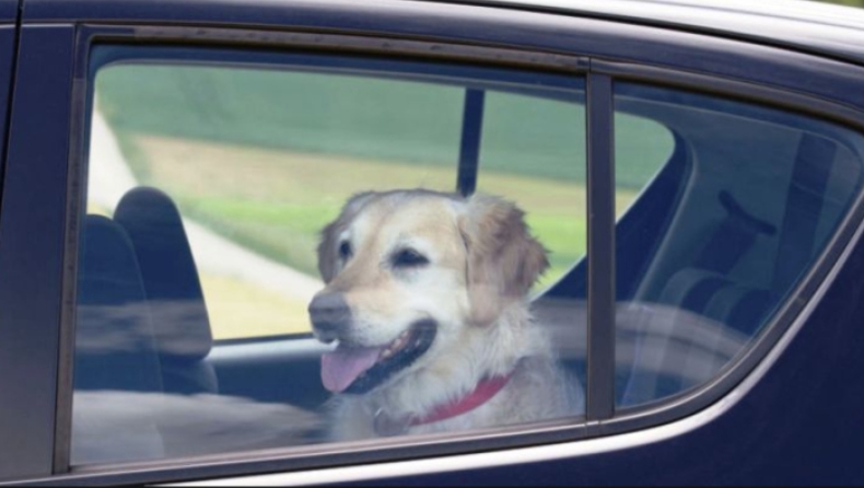 Πρόστιμο 500 ευρώ σε τουρίστα που είχε αφήσει τον σκύλο του μέσα στο αμάξι με αφόρητη ζέστη