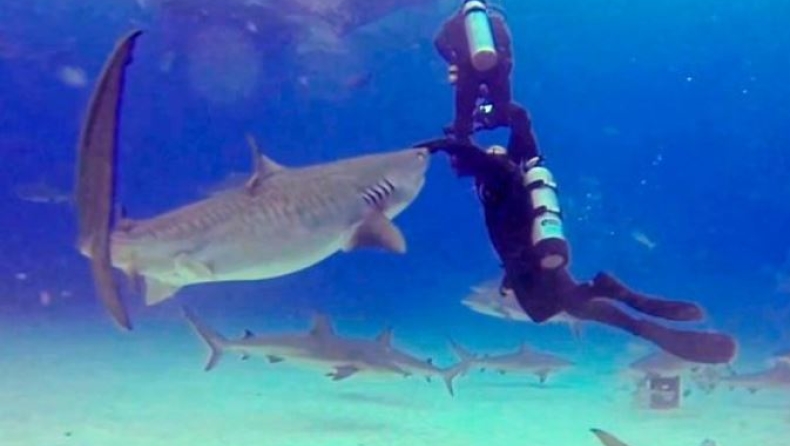 Δάσκαλος κατάδυσης σταματάει καρχαρία πριν δαγκώσει μαθητή του (vid)