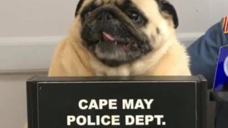 Σκύλος συνελήφθη για καταπάτηση ξένης ιδιοκτησίας (pics)