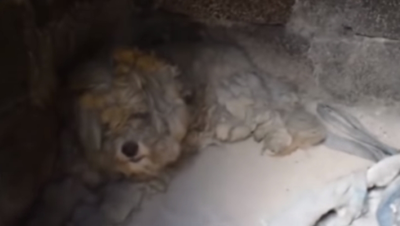 Βρήκαν ζωντανό σκυλάκι μέσα σε φούρνο καμένου σπιτιού στο Μάτι! (vid)