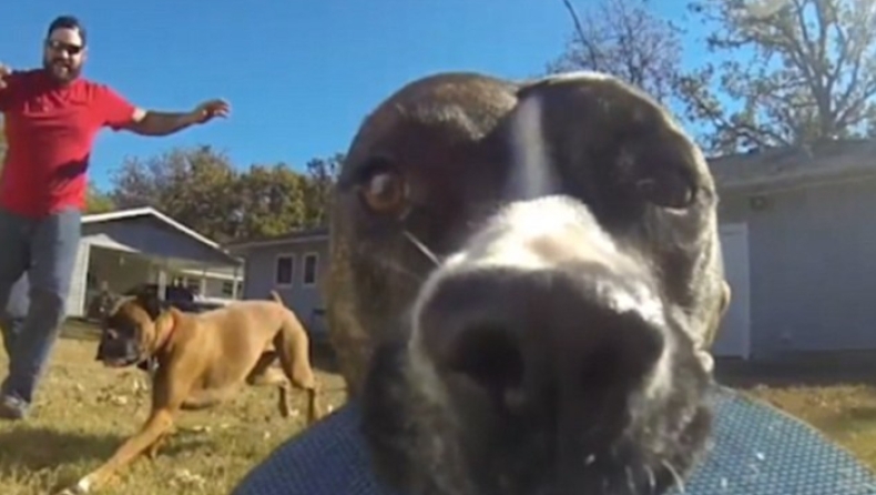 Σκύλος κλέβει GoPro και το αφεντικό «τρελαίνεται»! (pics & vid)