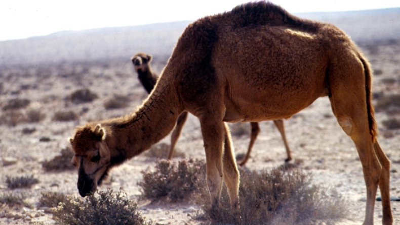 Aγρότης πουλά την καμήλα του για να εξαγοράσει τη στρατιωτική του θητεία