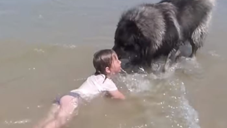Η εκπληκτική στιγμή που σκύλος «σώζει» κοριτσάκι επειδή νομίζει οτι πνίγεται (vid)