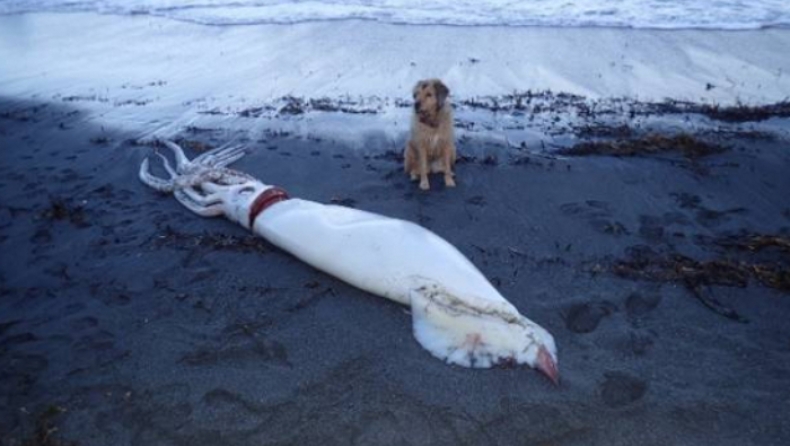 Γιγαντιαίο καλαμάρι 5 μέτρων ξεβράστηκε σε ακτή της Νέας Ζηλανδίας (pics)