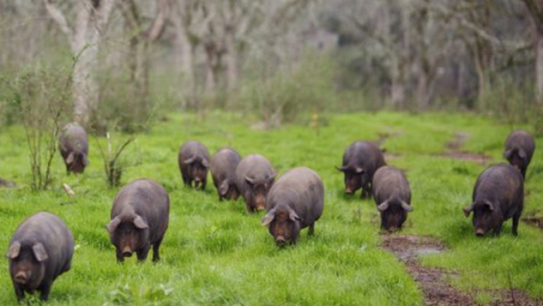 Στην Ισπανία πλέον τα γουρούνια είναι περισσότερα από τους ανθρώπους
