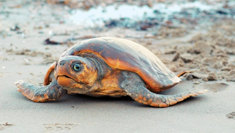 Θαλάσσια χελώνα επιτέθηκε και δάγκωσε κολυμβητές στο Πόρτο Ράφτη