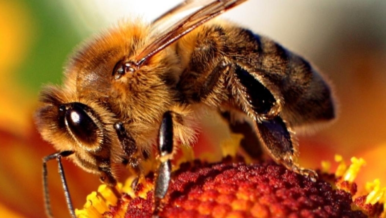 Μέτρα στήριξης των μελισσοκόμων από το Ευρωκοινοβούλιο