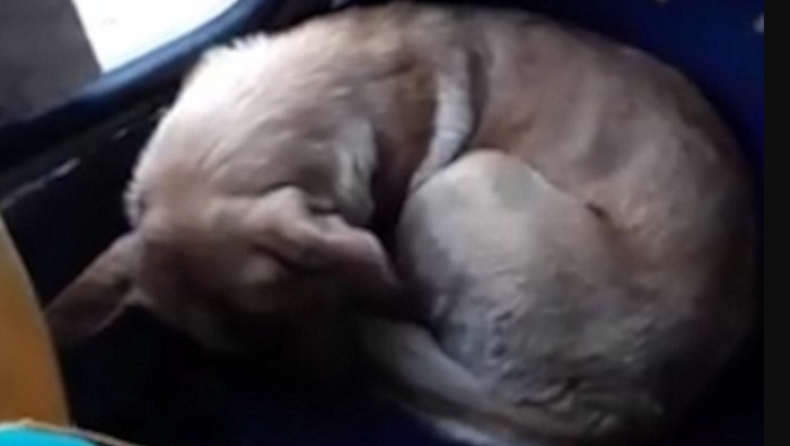 Ο οδηγός της χρονιάς: Έβαλε στο λεωφορείο έναν σκύλο για να μην... πεθάνει από το κρύο (vid)