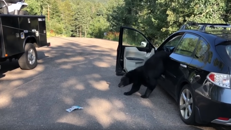Το Subaru Impreza δεν αρέσει καθόλου στις αρκούδες! (vid)