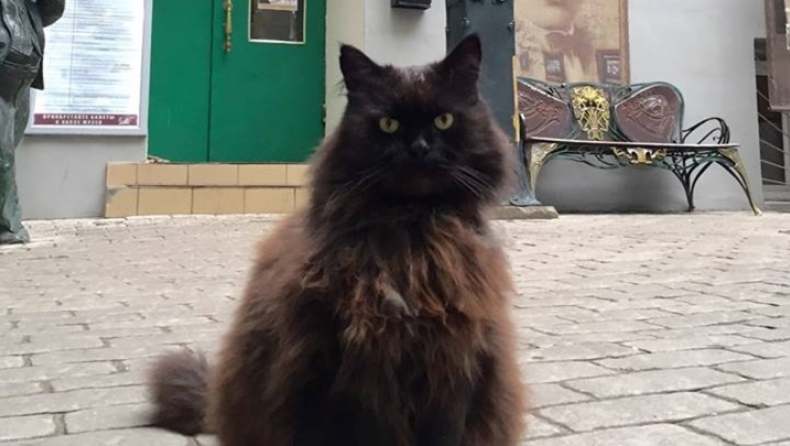 Λήξη συναγερμού: Βρέθηκε ο γάτος που είχε κλαπεί από Μουσείο της Μόσχας