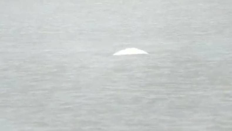 Σπάνια φάλαινα... βόλταρε στον Τάμεση (vid)