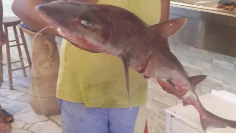 Σπάνιος καρχαρίας πιάστηκε στα... δίχτυα ψαρά στη Γαύδο (pics)